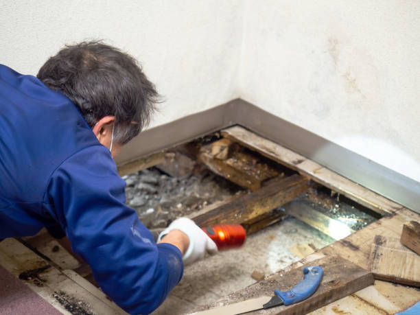 Best Commercial Mold Removal  in Elk Grove, CA