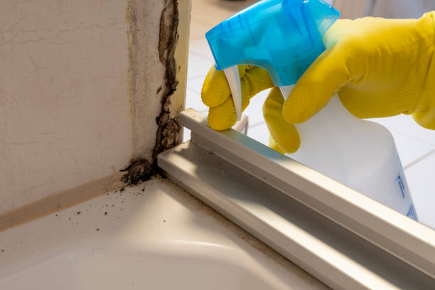 Best Mold Cleaning Services  in Elk Grove, CA
