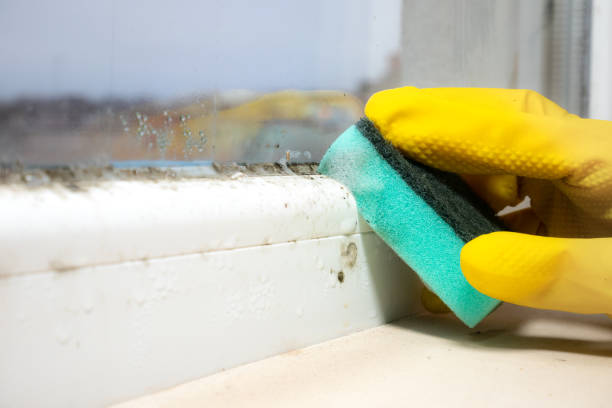 Professional Mold Removal in Elk Grove, CA