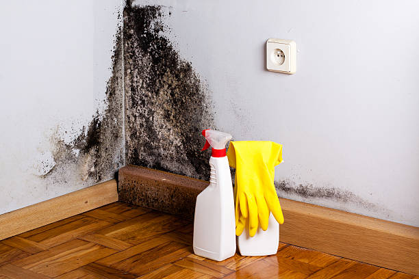 Best Fast Mold Removal  in Elk Grove, CA