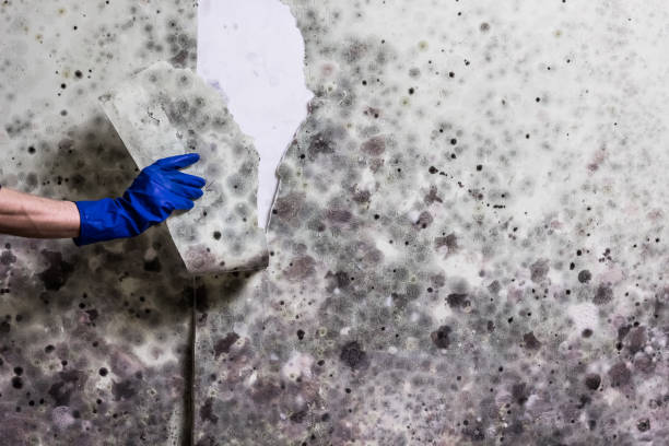 Best Crawl Space Mold Removal  in Elk Grove, CA