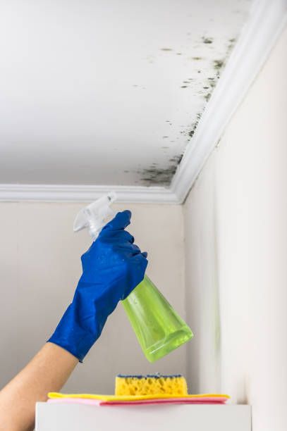 Best Attic Mold Removal  in Elk Grove, CA